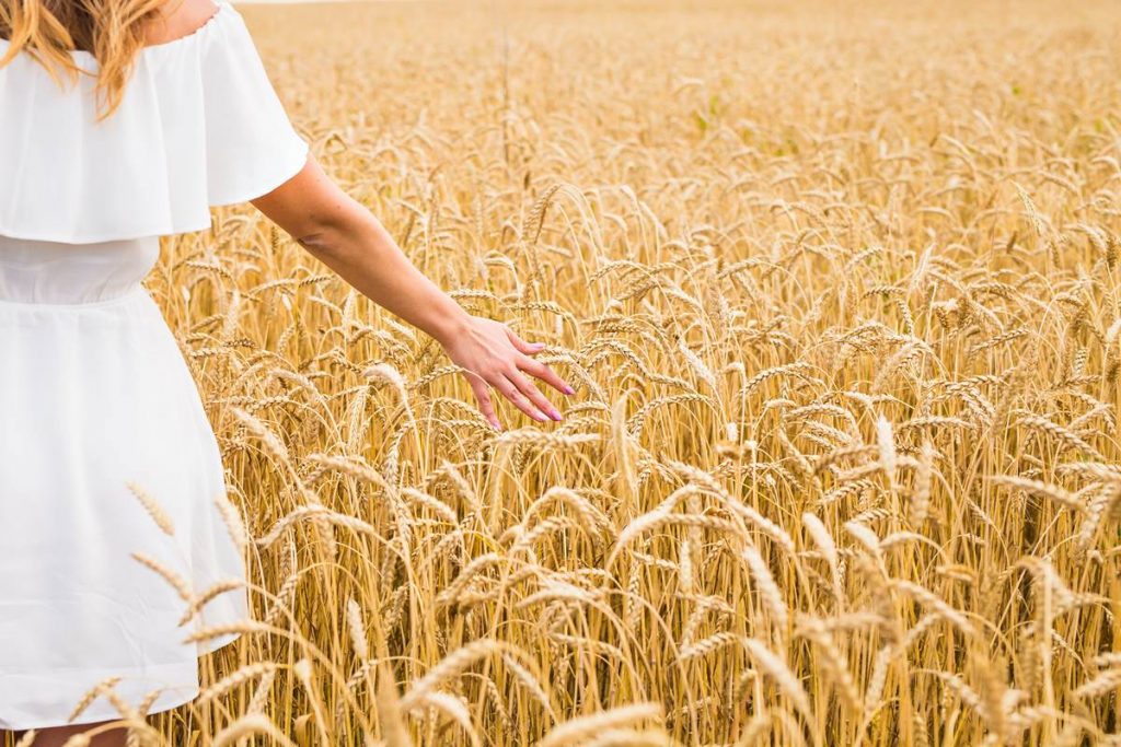 La clasificación del trigo según sus características de calidad.