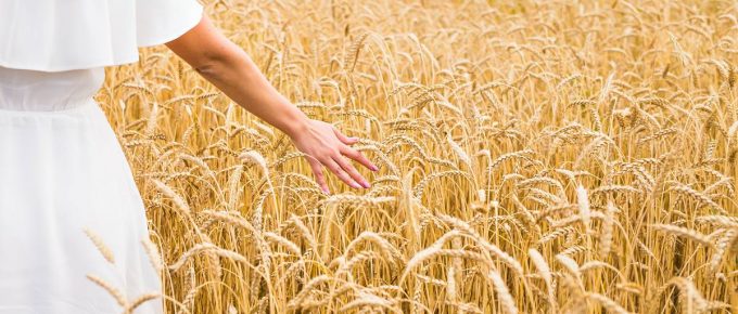 La clasificación de trigo según sus características de calidad